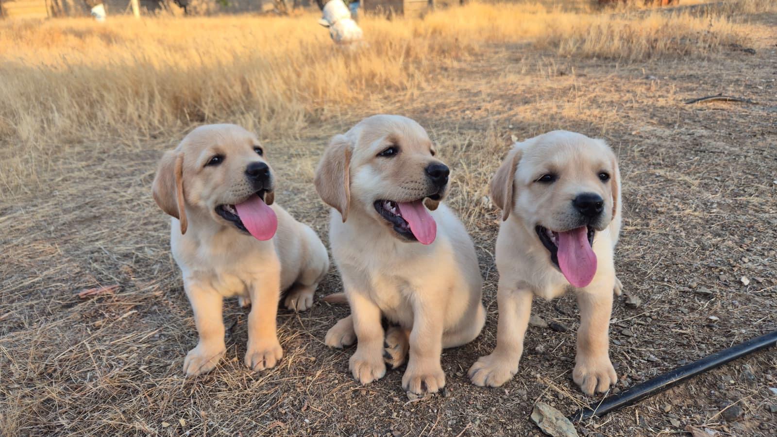 Camada Nala x Rafi